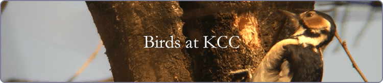 Birds at KCC